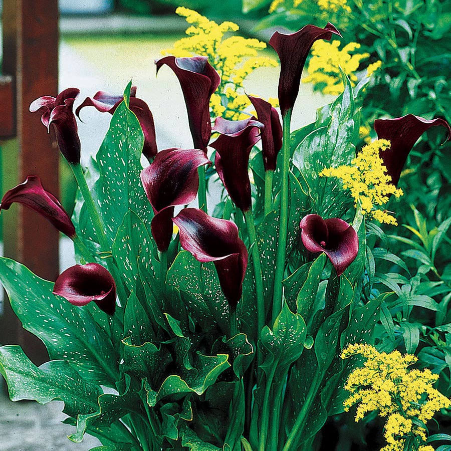 are calla lilies a bulb plant Zantedeschia 'Schwarzwalder' Calla Lily Bulb – Park Seed