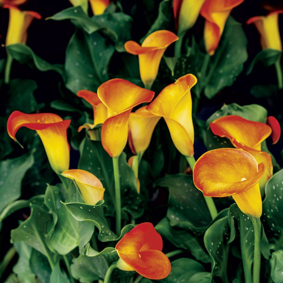 Zantedeschia 'Selina' Calla Lily Bulb