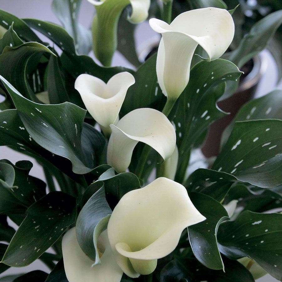 is zantedeschia an indoor or outdoor plant Zantedeschia albomaculata Calla Lily Bulb