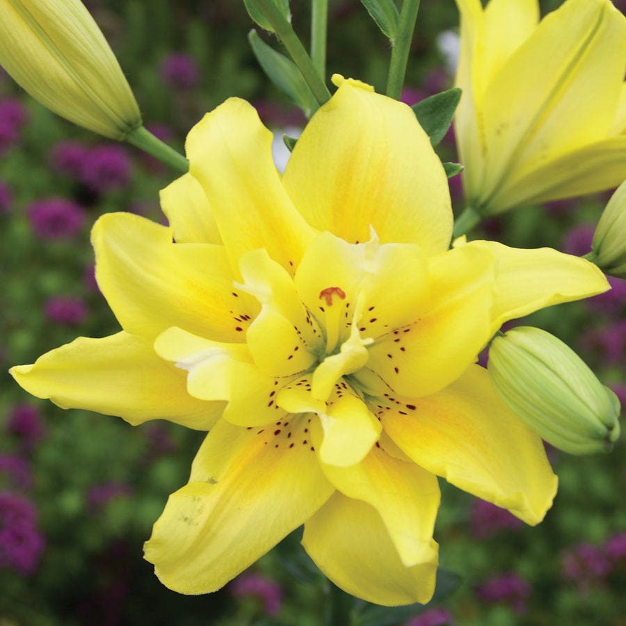 fata morgana asiatic lily Lilium 'Fata Morgana' Asiatic Lily Bulbs