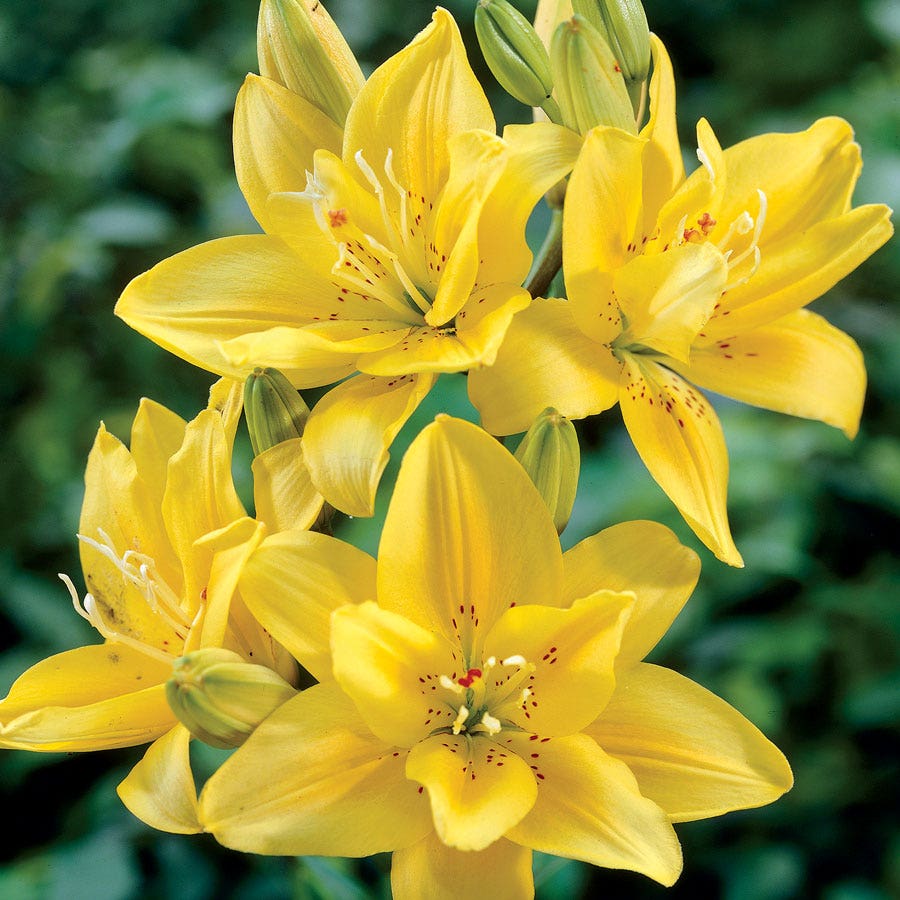 Lilium 'Fata Morgana' Asiatic Lily Bulbs
