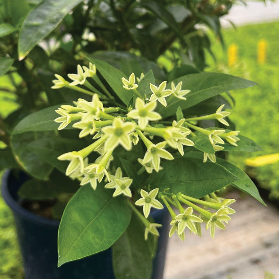 night blooming flower seeds Cestrum Night Blooming Jasmine – Park Seed
