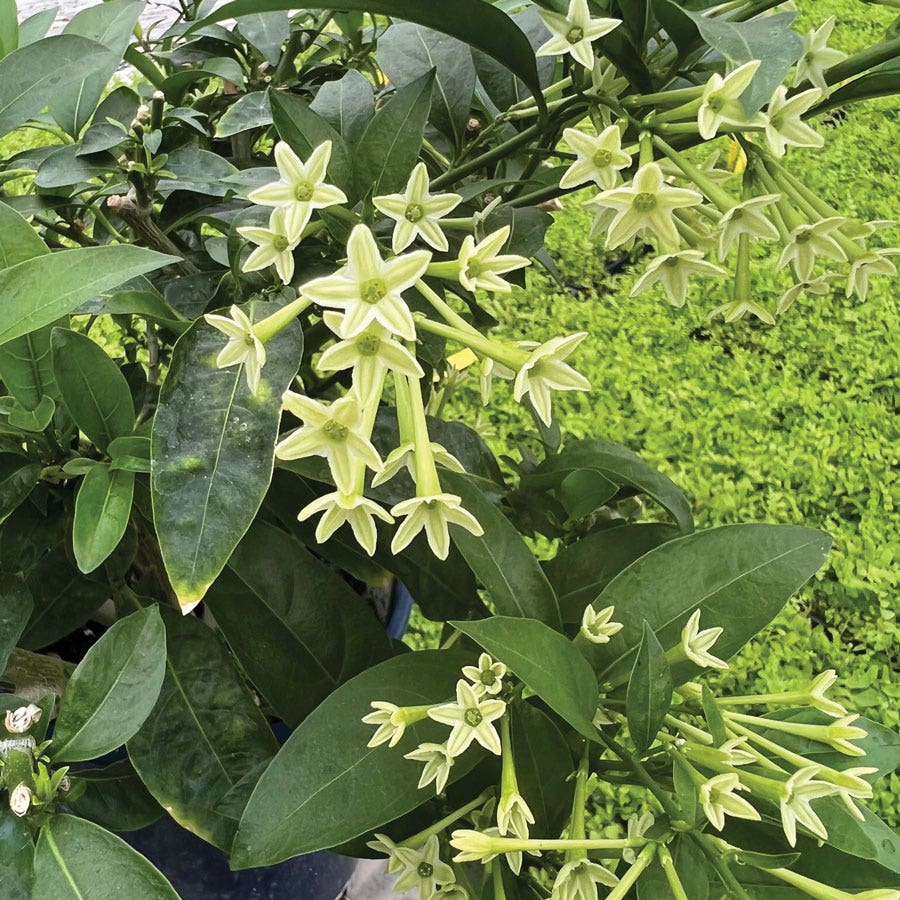 Cestrum Night Blooming Jasmine