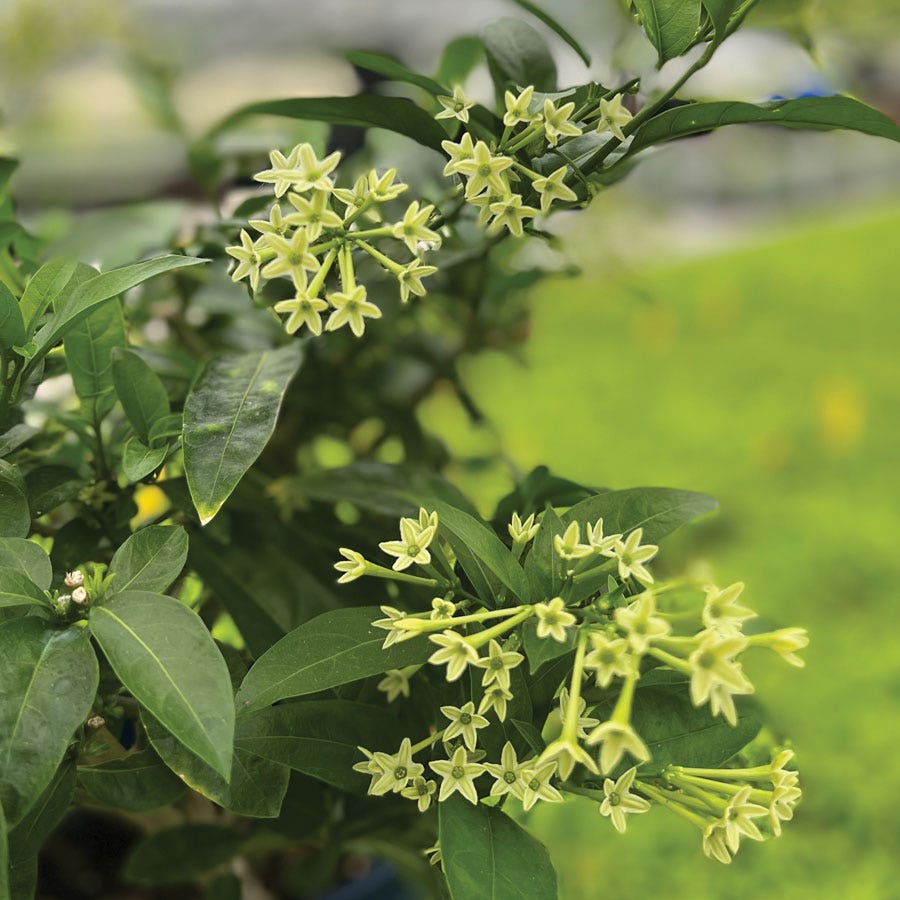 Cestrum Night Blooming Jasmine