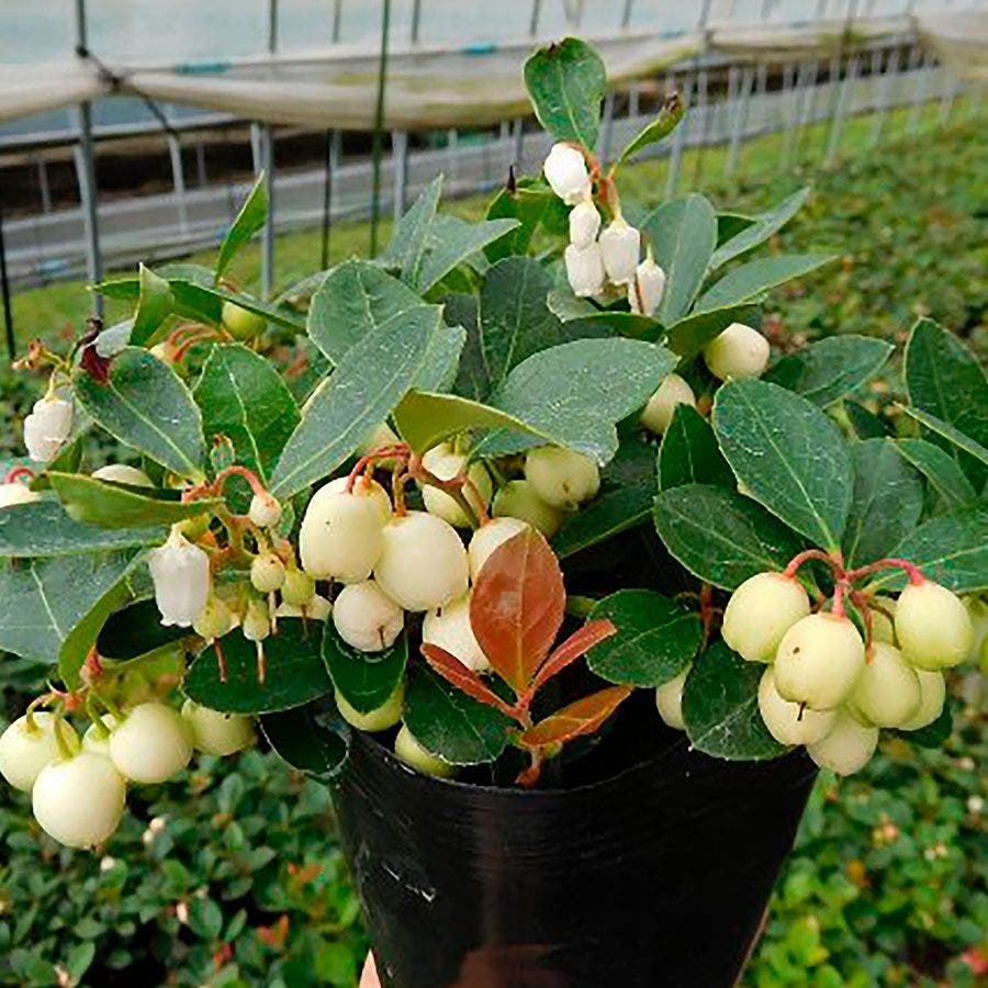Gaultheria Winter Fiesta™ Wintergreen