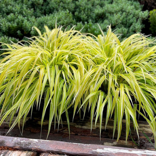 Hakonechloa Lemon Zest™ Hakone Grass