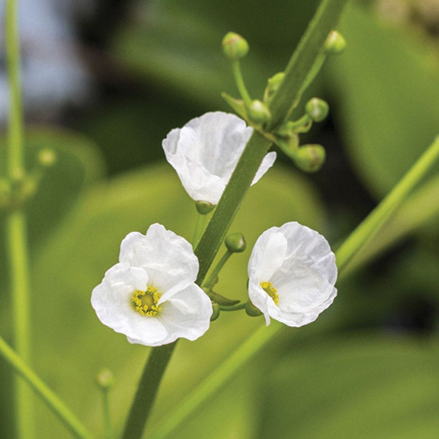 Diphylleia Skeleton Flower