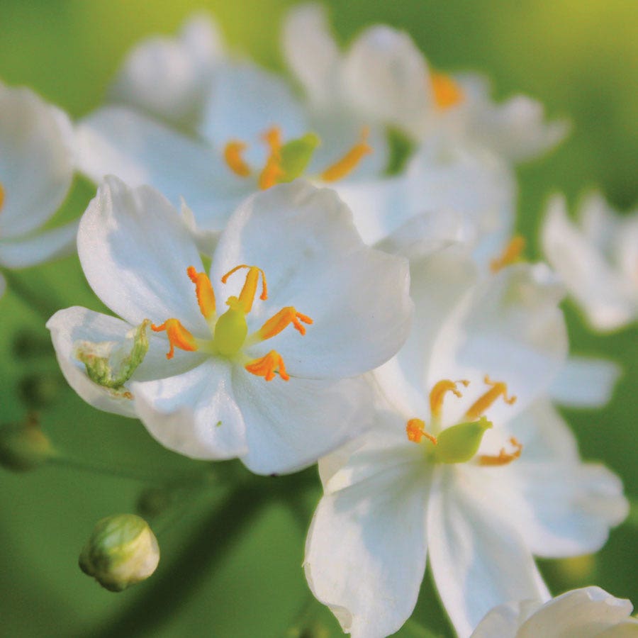 Diphylleia Skeleton Flower