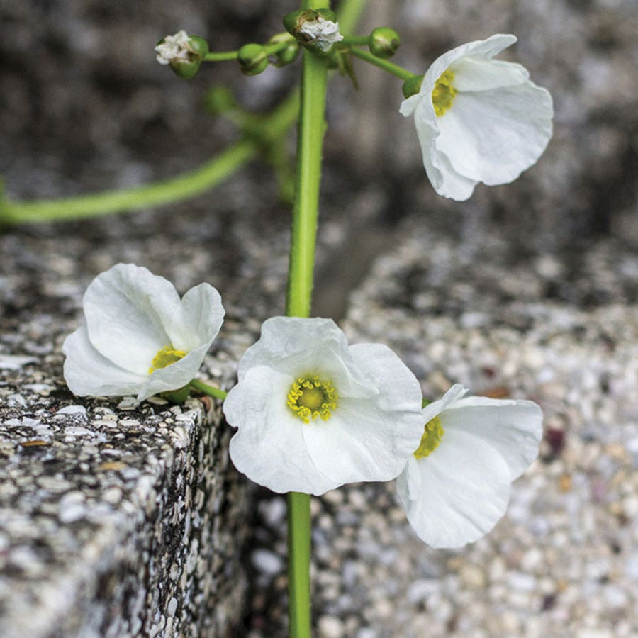 Diphylleia Skeleton Flower
