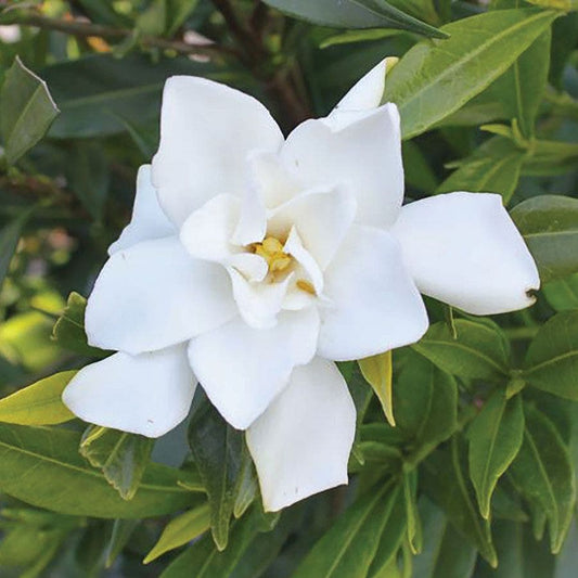 Gardenia 'Frost Proof'