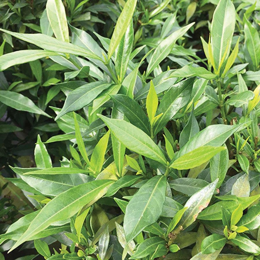 Gardenia 'Frost Proof'