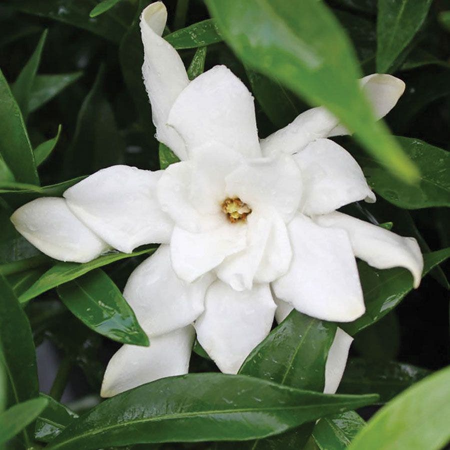 Gardenia 'Frost Proof'