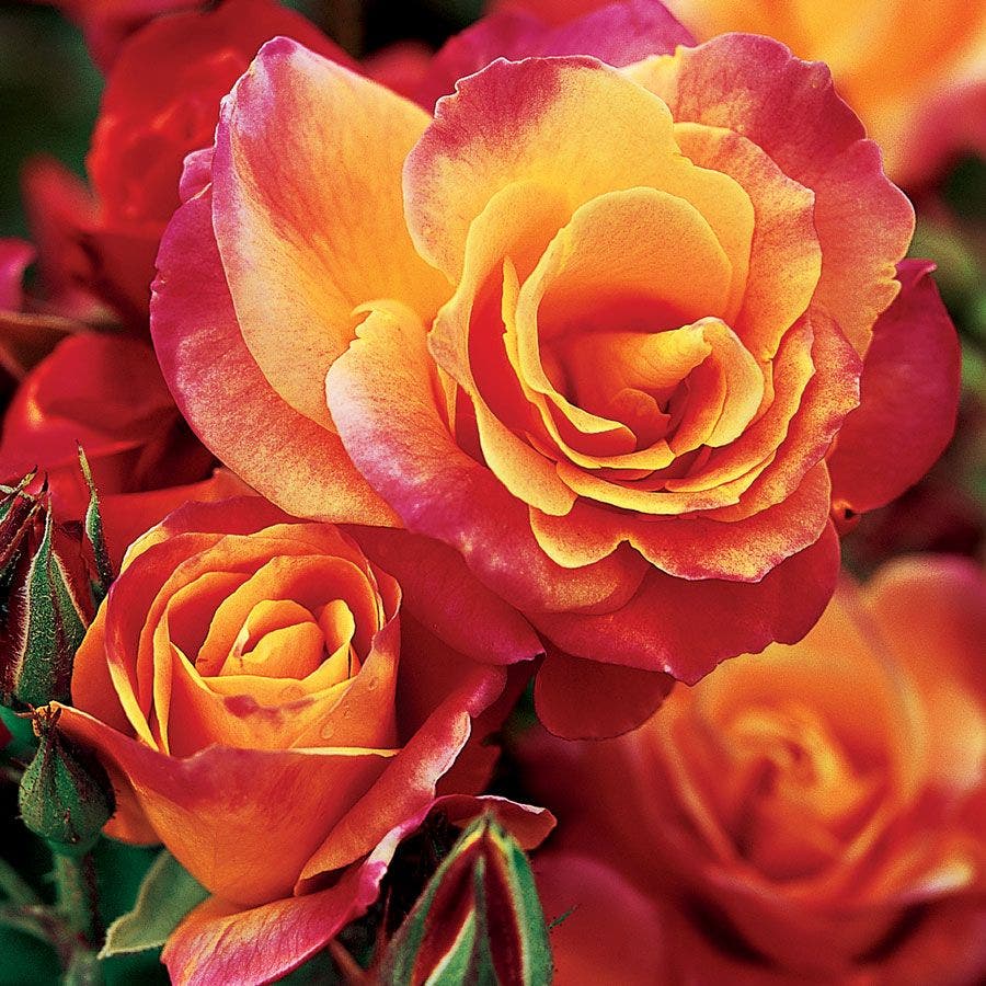 Joseph's Coat Climbing Rose (multi-colored Joseph's Coat Climbing Rose (multi-colored