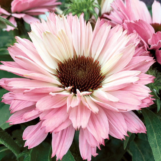 Echinacea SunSeekers® Salmon Coneflower