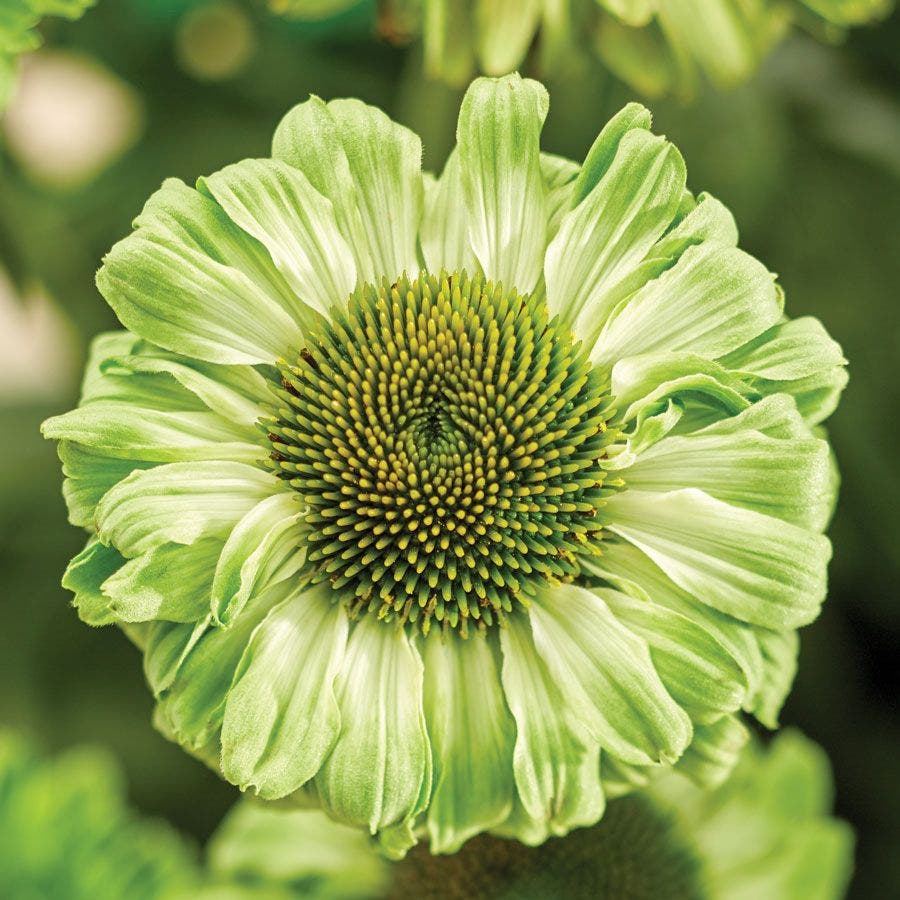 green echinacea seeds Echinacea SunSeekers® Apple Green Coneflower