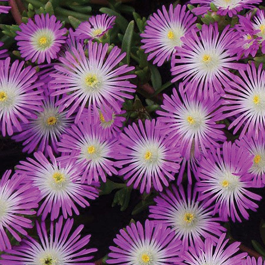 hardy ice plant seeds Delosperma Wheels of Wonder™ Violet Wonder Iceplant