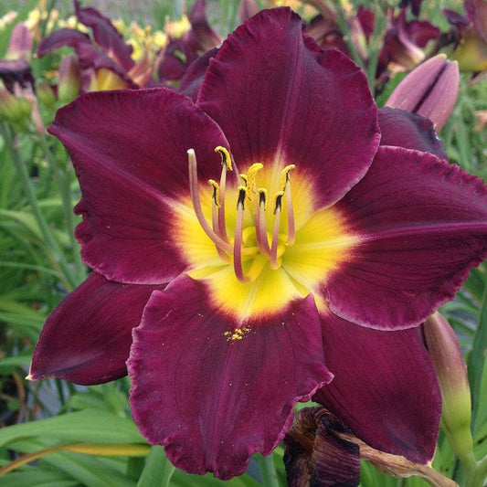 Hemerocallis 'Bela Lugosi' Daylily