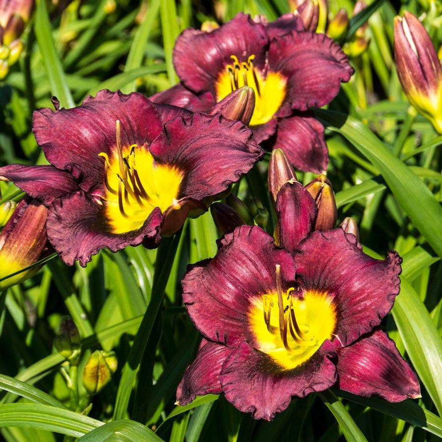 Hemerocallis 'Bela Lugosi' Daylily