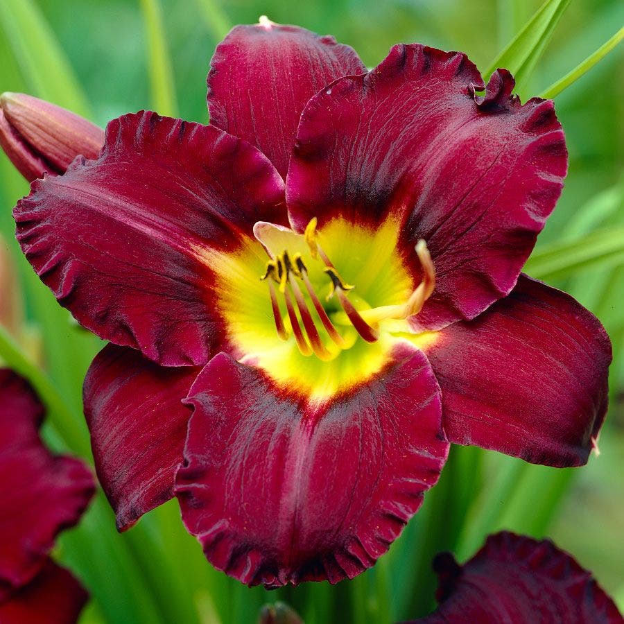 Hemerocallis 'Bela Lugosi' Daylily
