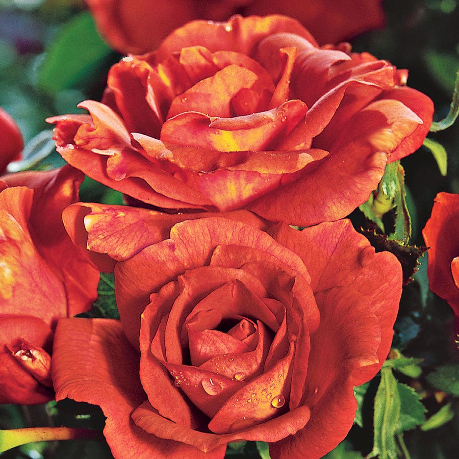 Orange 24-Inch Patio Tree Rose