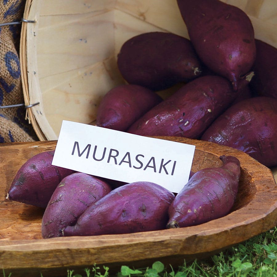 Murasaki Japanese Sweet Potato Slips