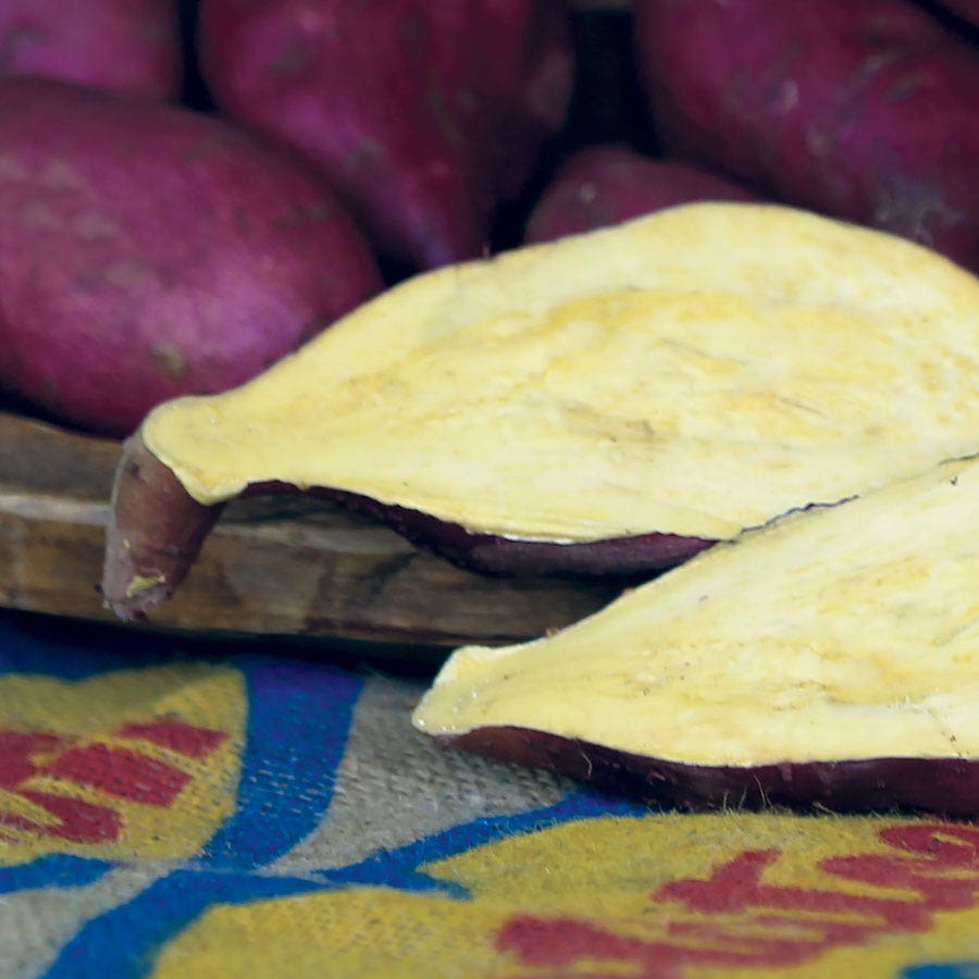 Murasaki Japanese Sweet Potato Slips