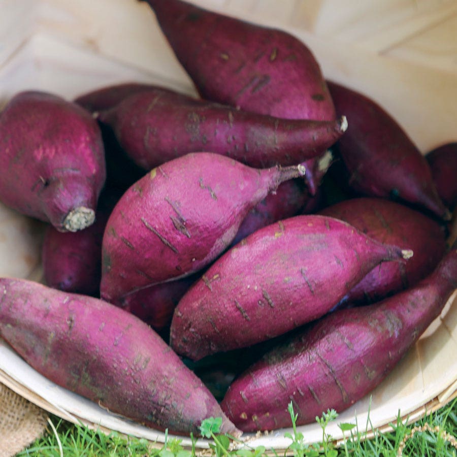 Murasaki Japanese Sweet Potato Slips