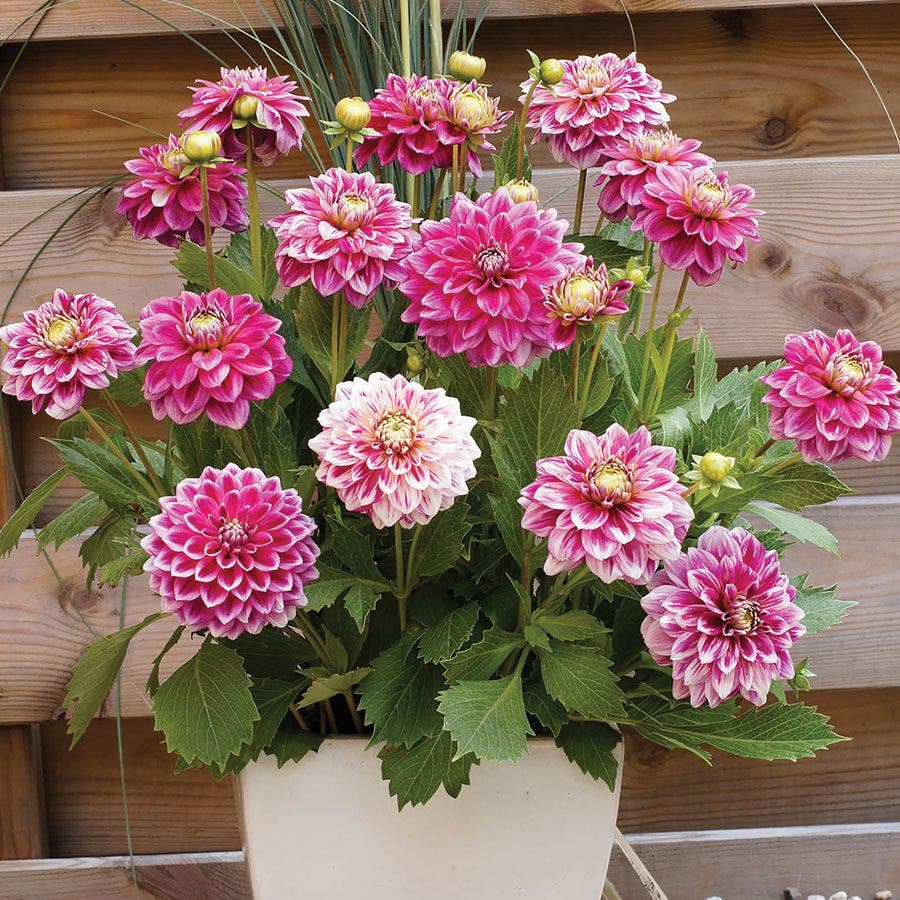 are dahlias bulbs or seeds Dahlia 'Go Go Two Tone' Bulbs