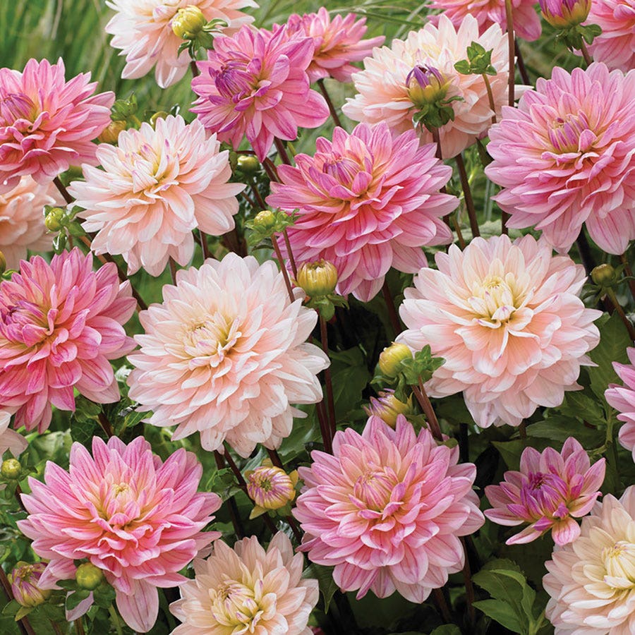 Dahlia Pretty In Pink Blend Bulbs