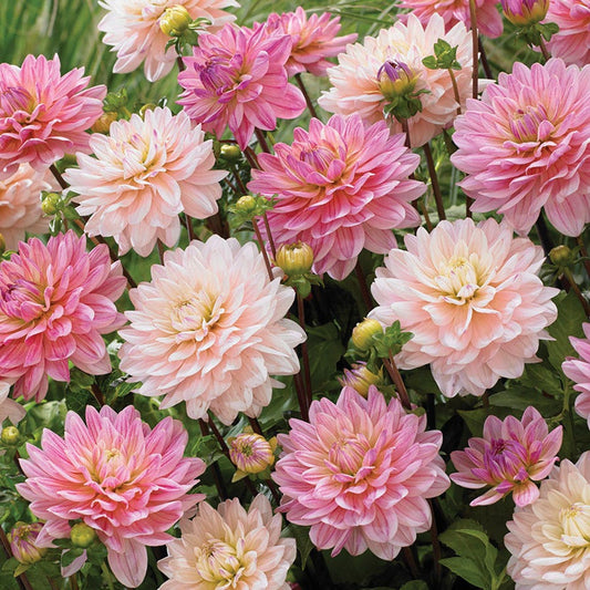 Dahlia Pretty In Pink Blend Bulbs