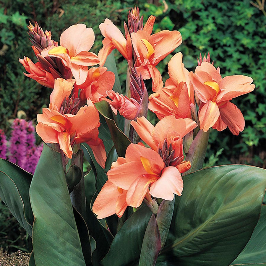 lily tropical flower Canna Tropical Sunrise Canna Lily Bulbs