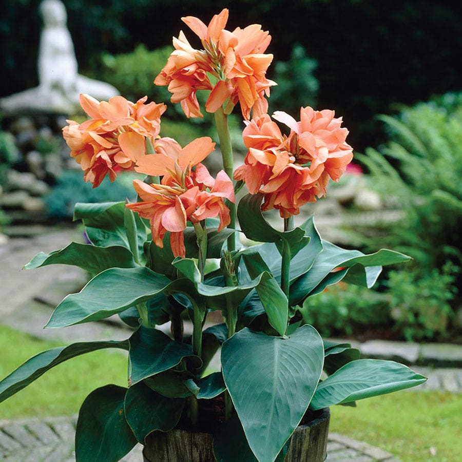 Canna Tropical Sunrise Canna Lily Bulbs