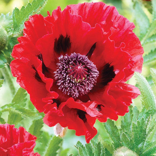 Papaver Red Poppies Bulbs