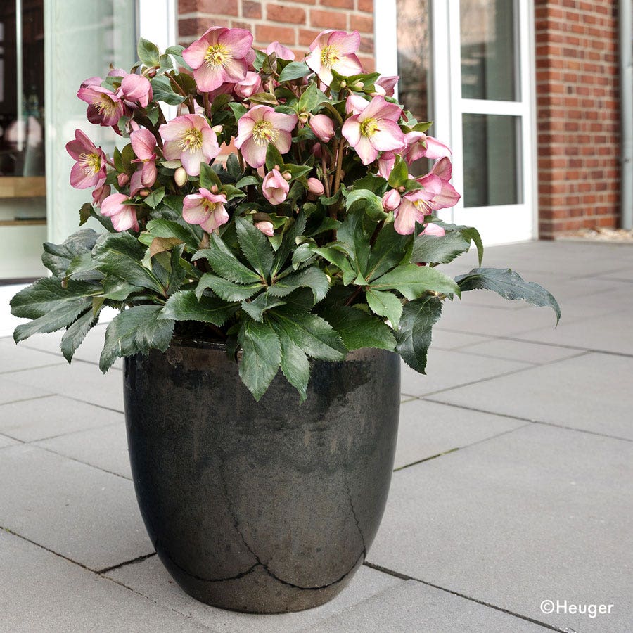Helleborus HGC® Ice N' Roses® Rose Hellebore