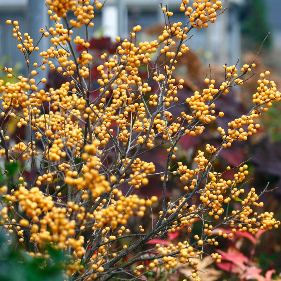 Ilex Berry Heavy® Gold Winterberry Holly