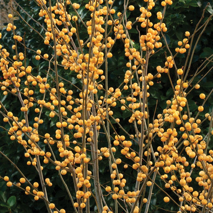 Ilex Berry Heavy® Gold Winterberry Holly
