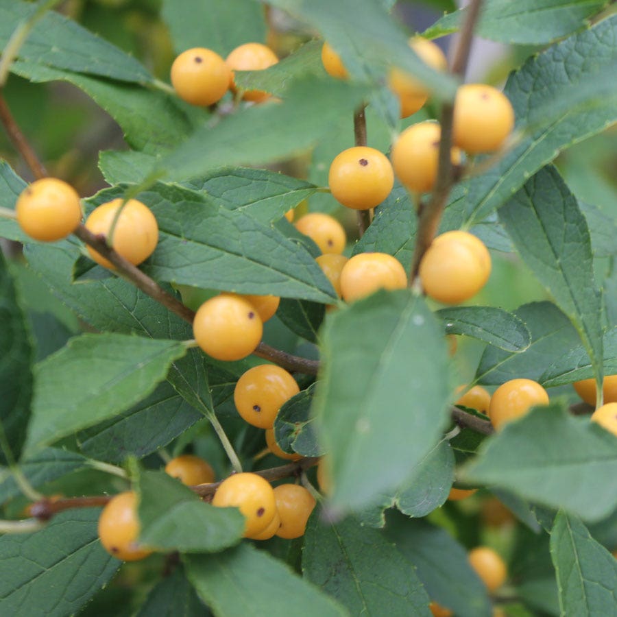 Ilex Berry Heavy® Gold Winterberry Holly