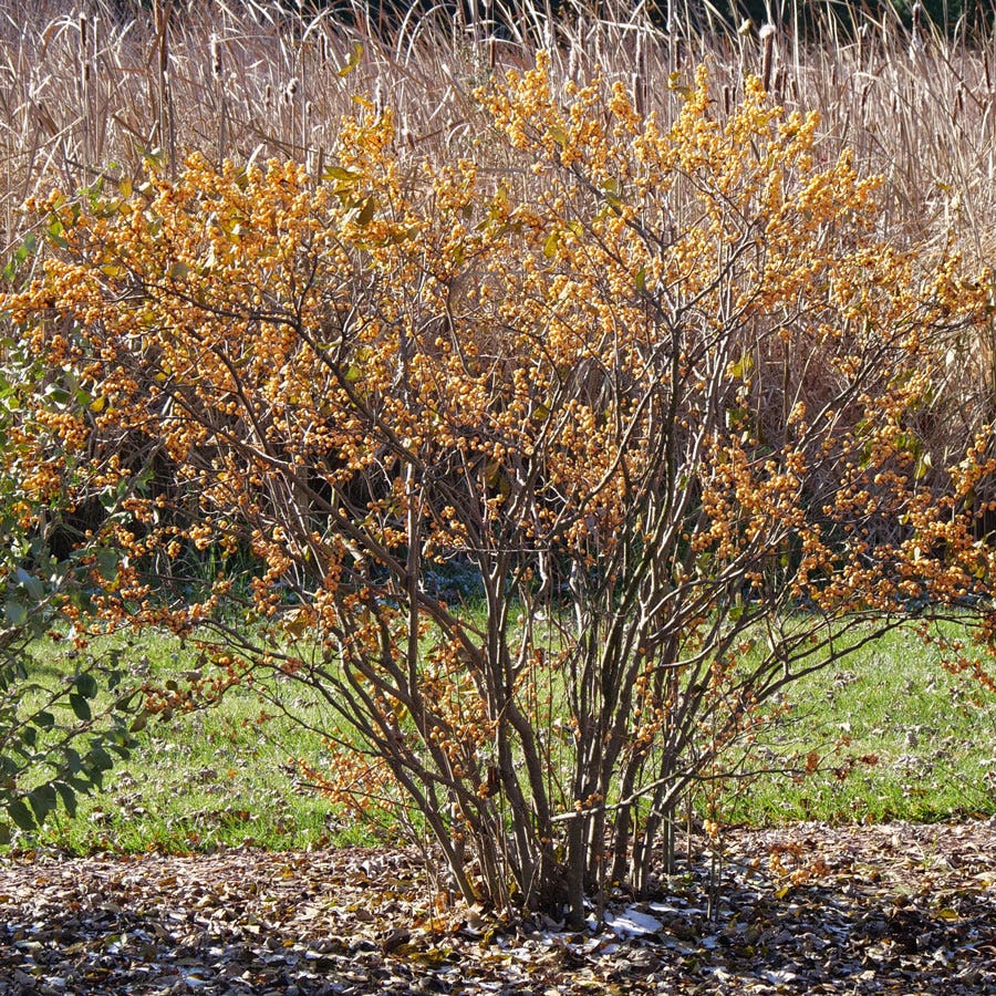 Ilex Berry Heavy® Gold Winterberry Holly