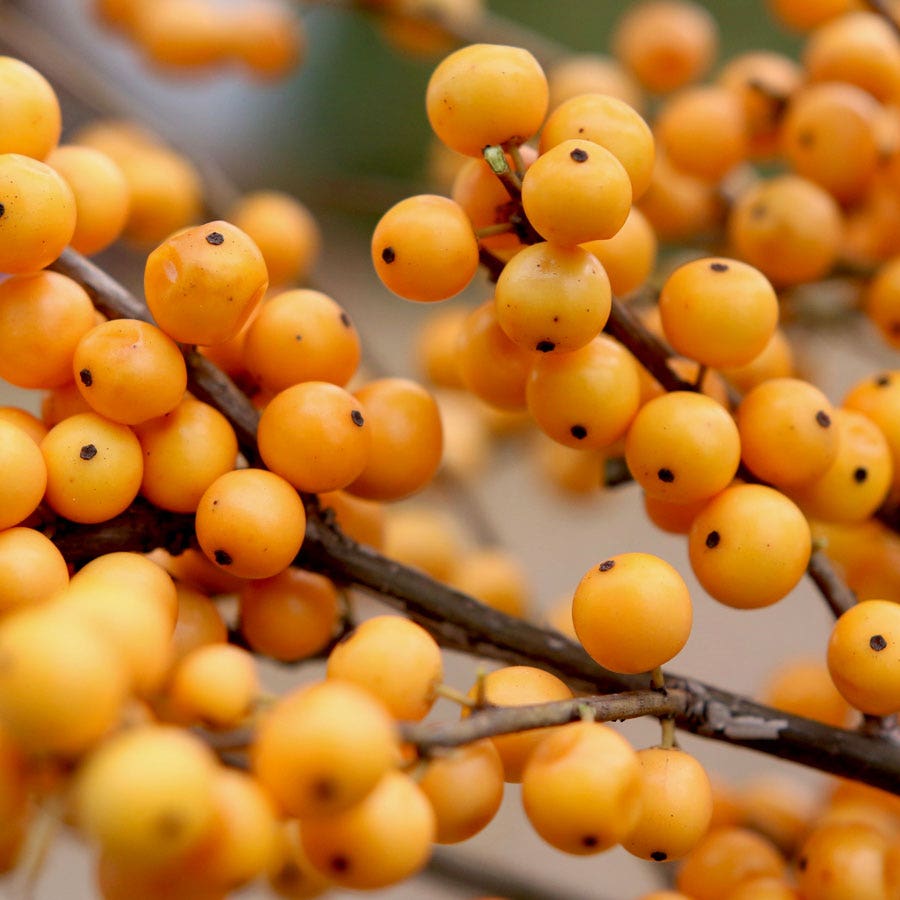 Ilex Berry Heavy® Gold Winterberry Holly