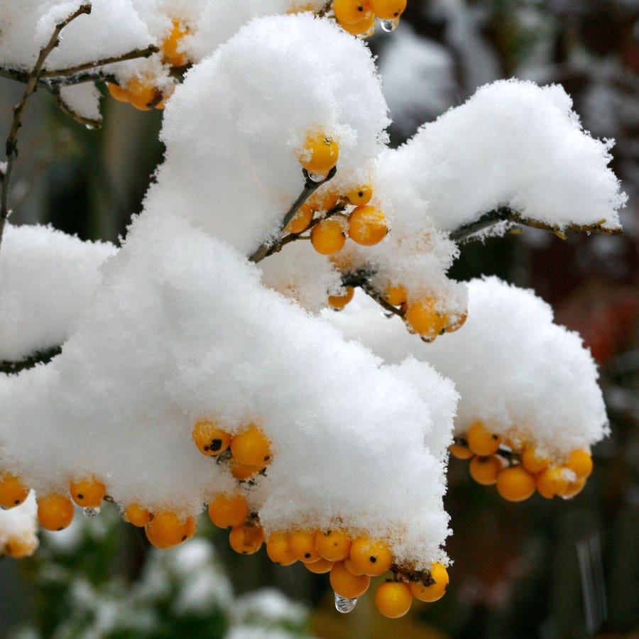 Ilex Berry Heavy® Gold Winterberry Holly