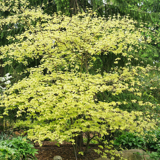 Fothergilla Legend Of The Fall® Bottlebrush