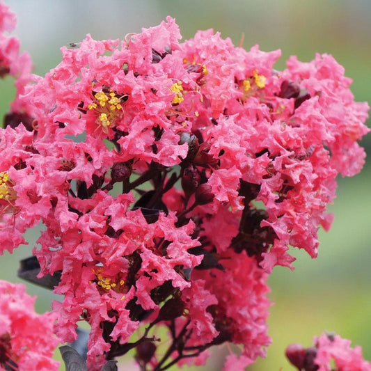 Lagerstroemia Center Stage® Coral Crapemyrtle