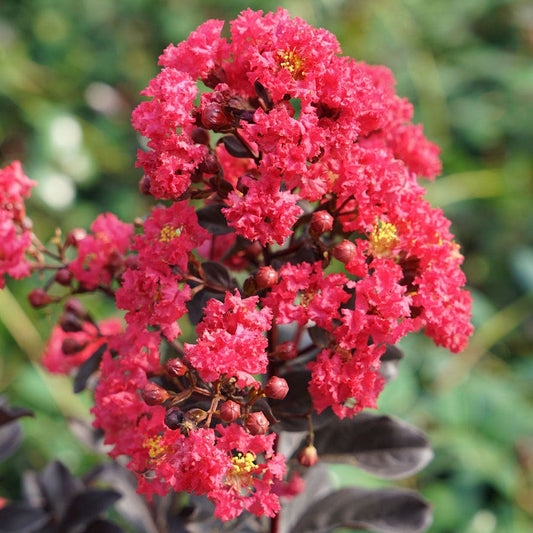 Lagerstroemia Center Stage® Pink Crapemyrtle