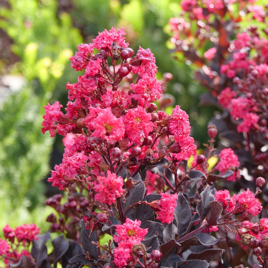 Lagerstroemia Center Stage® Pink Crapemyrtle