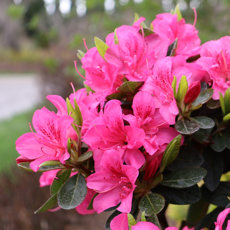 Rhododendron Perfecto Mundo® Double Dark Pink Azalea