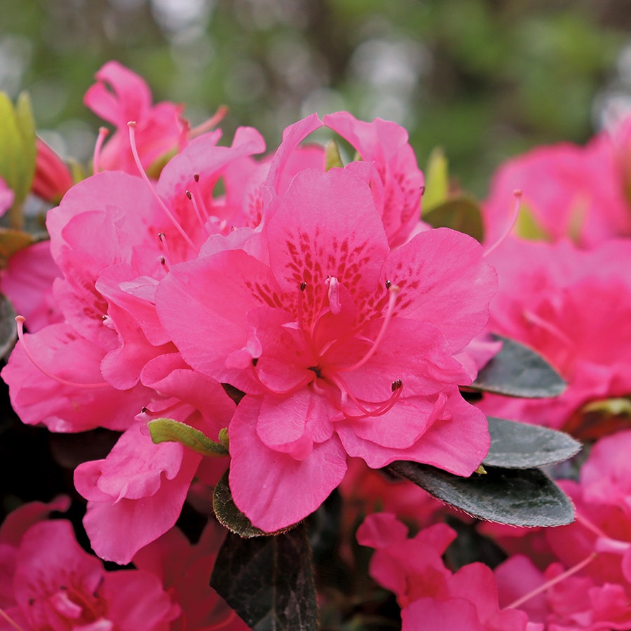 Rhododendron Perfecto Mundo® Double Dark Pink Azalea