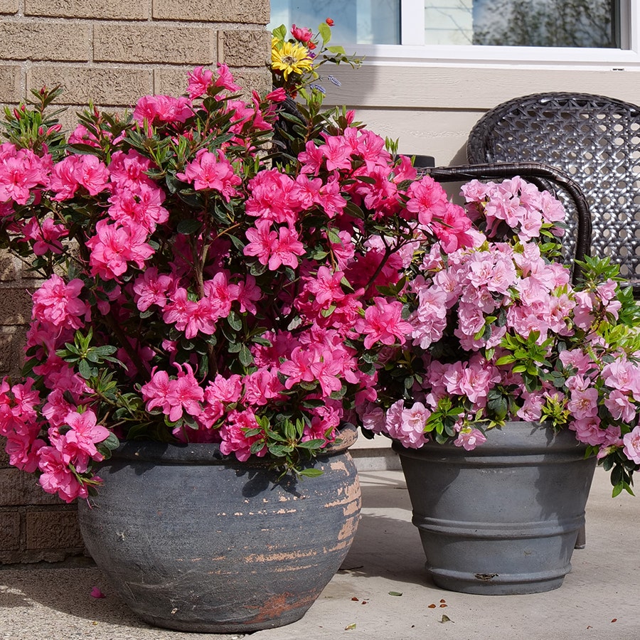 Rhododendron Perfecto Mundo® Double Dark Pink Azalea