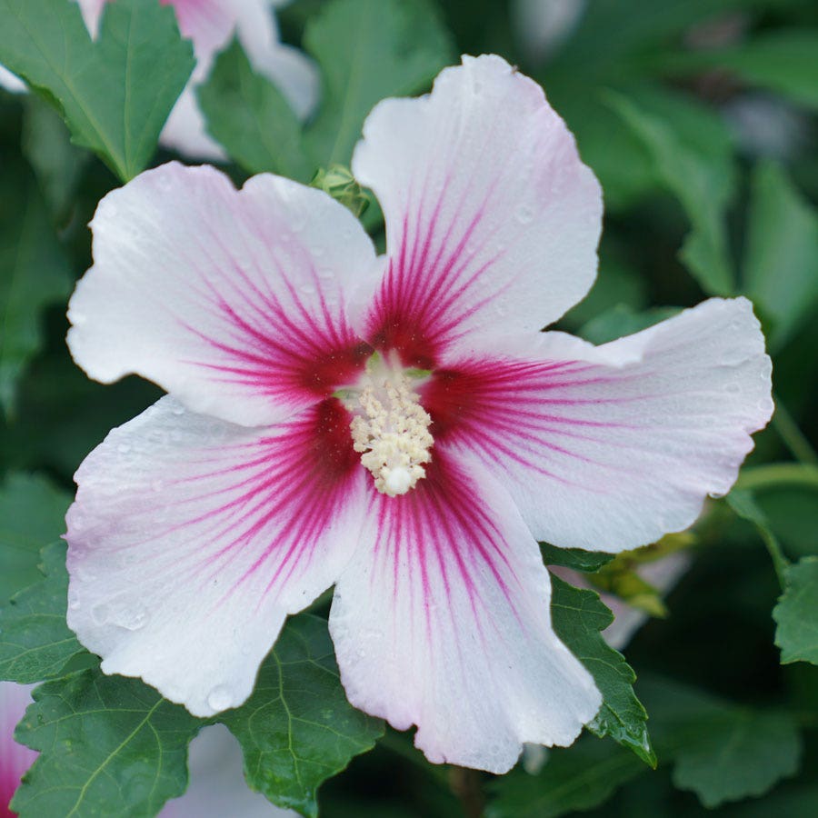 pink hibiscus flower seeds Hibiscus Paraplu Pink Ink Rose of Sharon | 1-Quart | White,Multi-Color,Pink