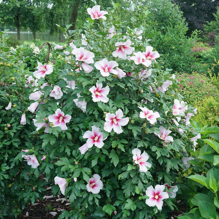Hibiscus Paraplu Pink Ink® Rose of Sharon