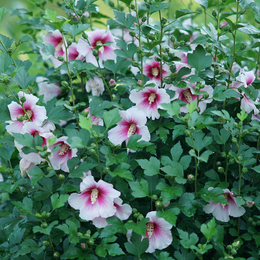 Hibiscus Paraplu Pink Ink® Rose of Sharon